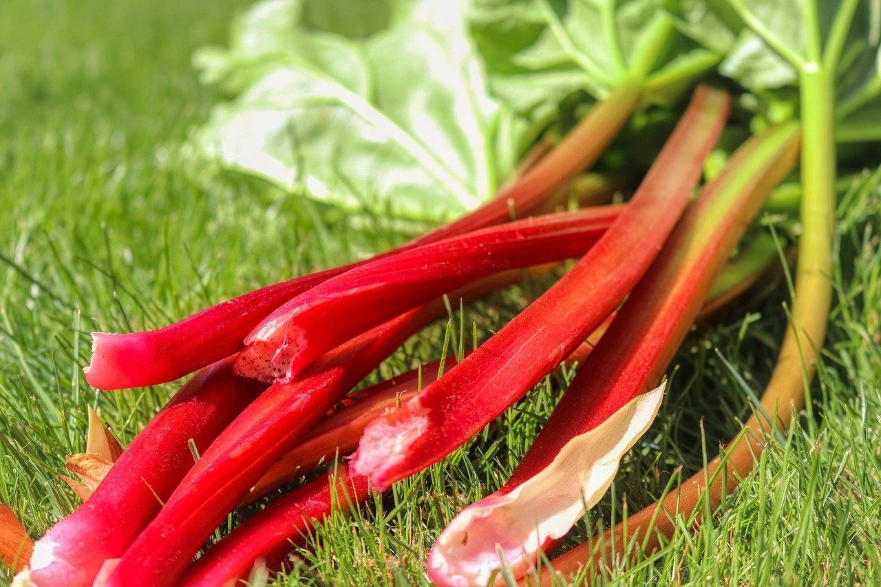 Rhubarbe bonne pour la santé