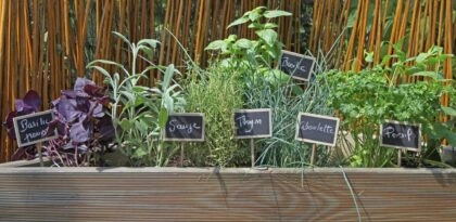Herbes aromatiques