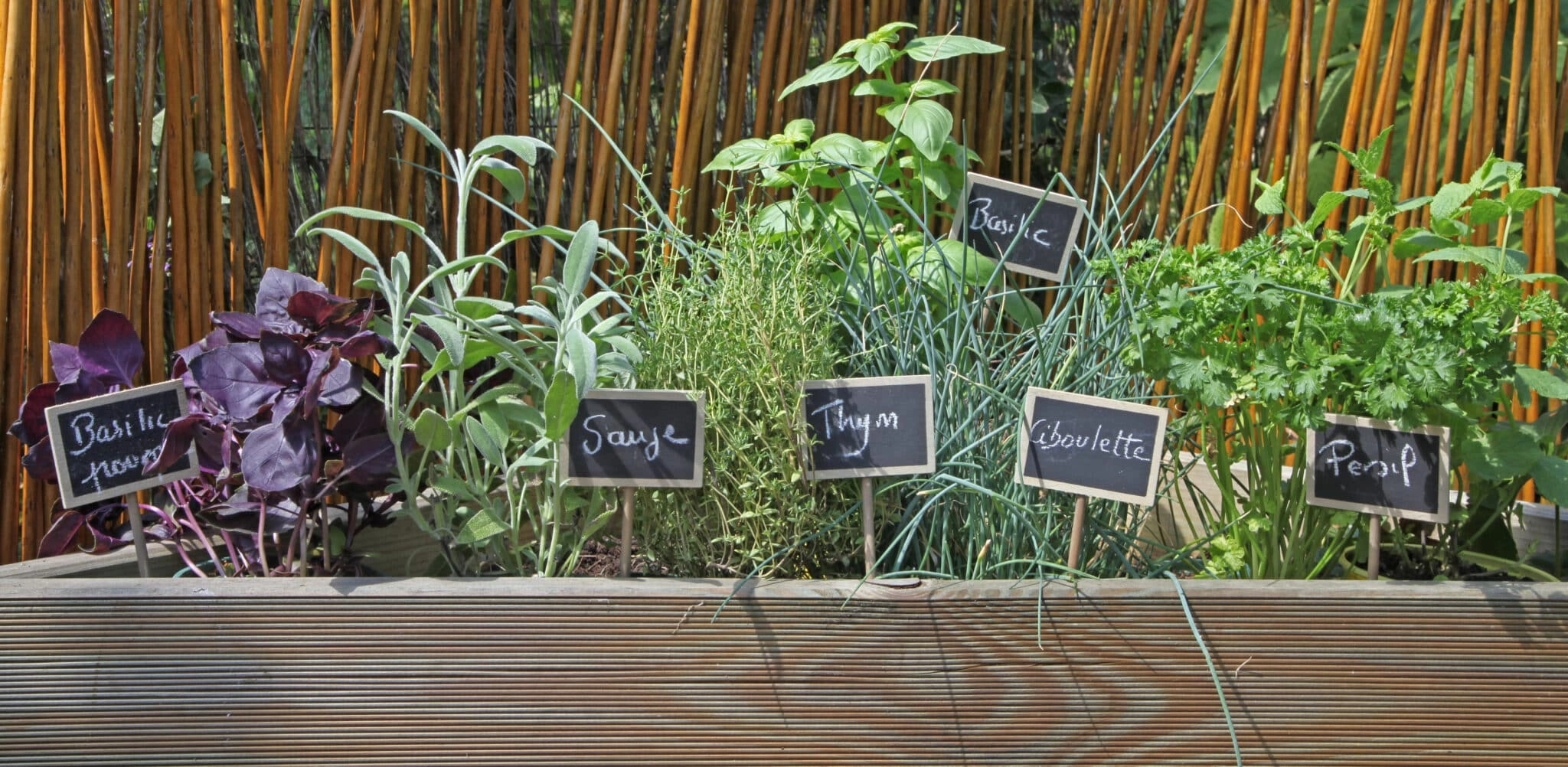 Herbes aromatiques